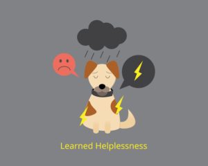 Learned Helplessness Experiment